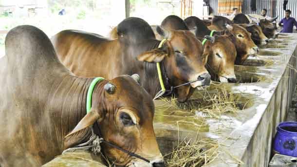 খামারিদের প্রণোদনার তালিকায় নয়ছয়