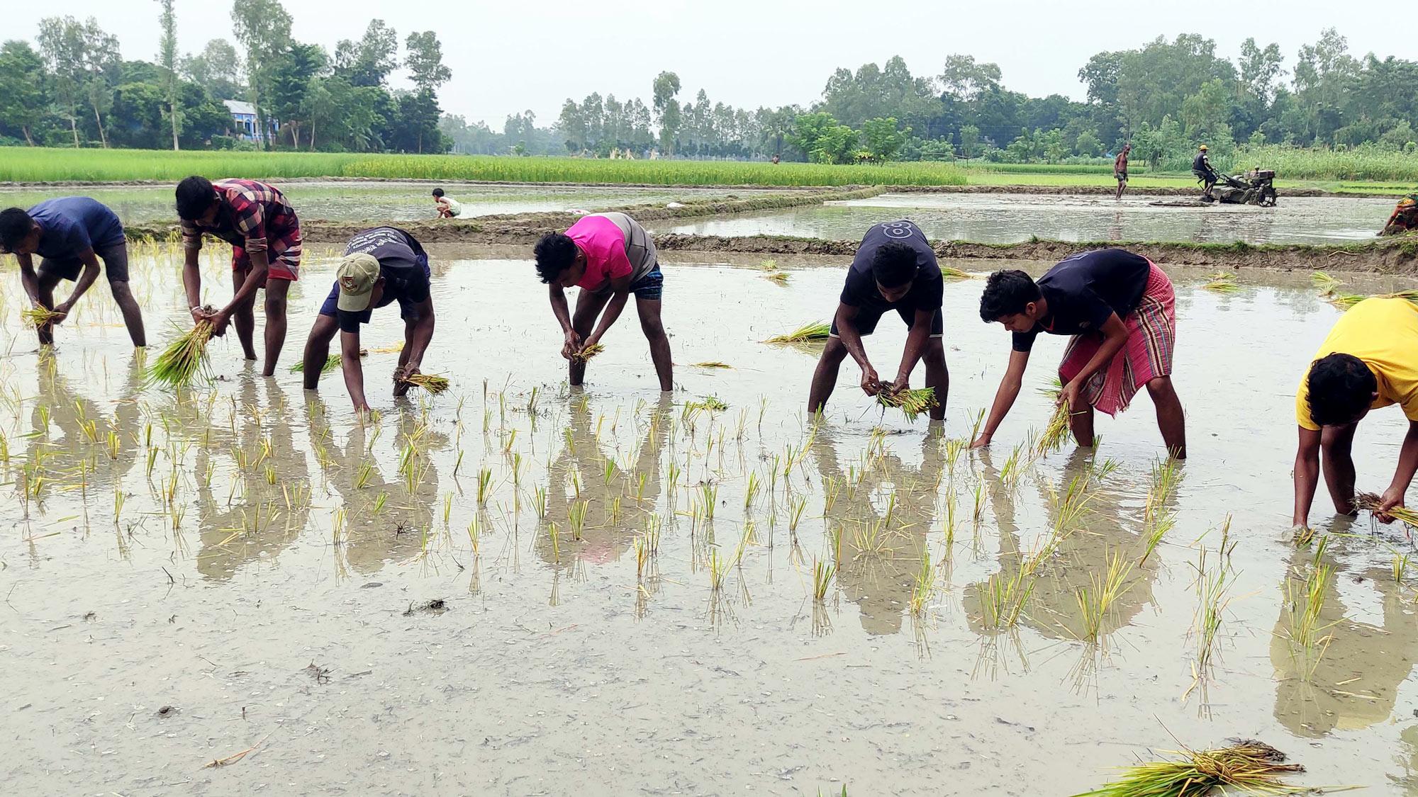 উল্লাপাড়ায় রোপা আমন ধান রোপণে ব্যস্ত কৃষক