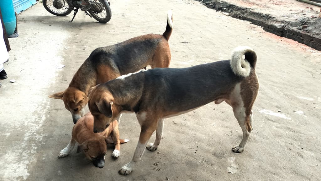 গঙ্গাচড়ায় ৩ মাসে কুকুরের কামড়ে শতাধিক গরু-ছাগলের মৃত্যু, দিশেহারা নিম্ন আয়ের মানুষ