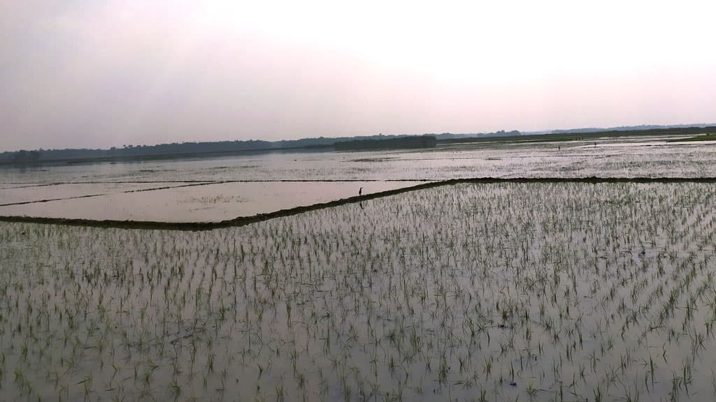 কোথাও খাঁ খাঁ কৃষিজমি কোথাও অথই পানি