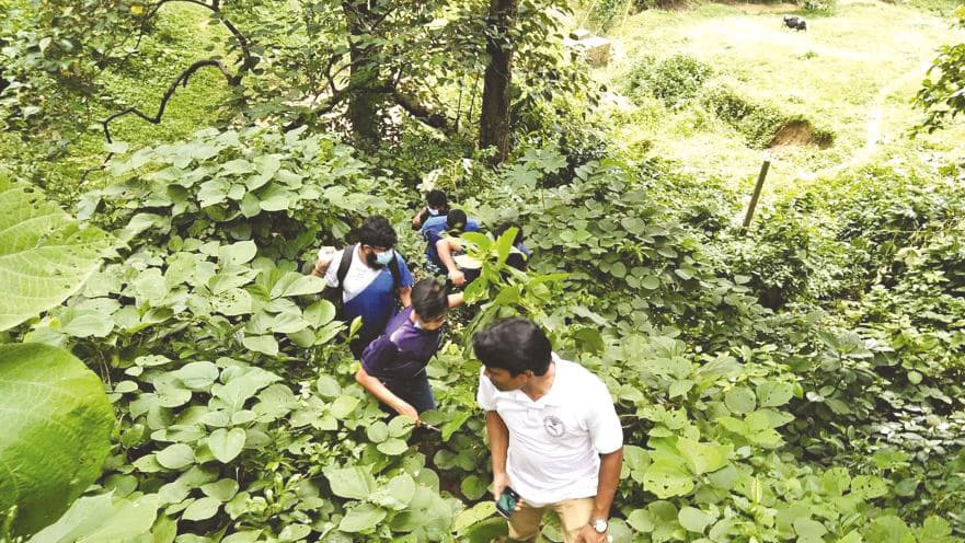 চট্টগ্রাম নগরের পাহাড়-সড়কেই ৩৬৬ প্রজাতির ঔষধি উদ্ভিদ