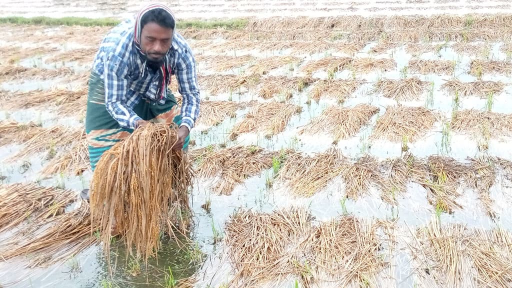 মনিরামপুরে অসময়ের বৃষ্টি হুমকিতে কৃষকের স্বপ্ন