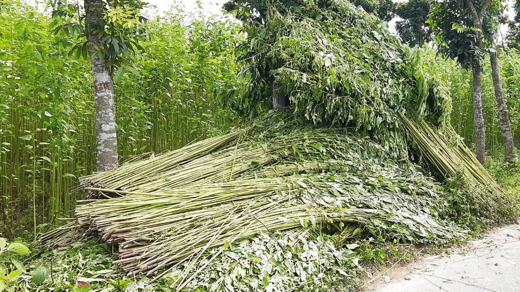 পানি নেই ঠাকুরগাঁওয়ের জলাশয়ে, পাট জাগ দেওয়া নিয়ে বিপাকে কৃষক