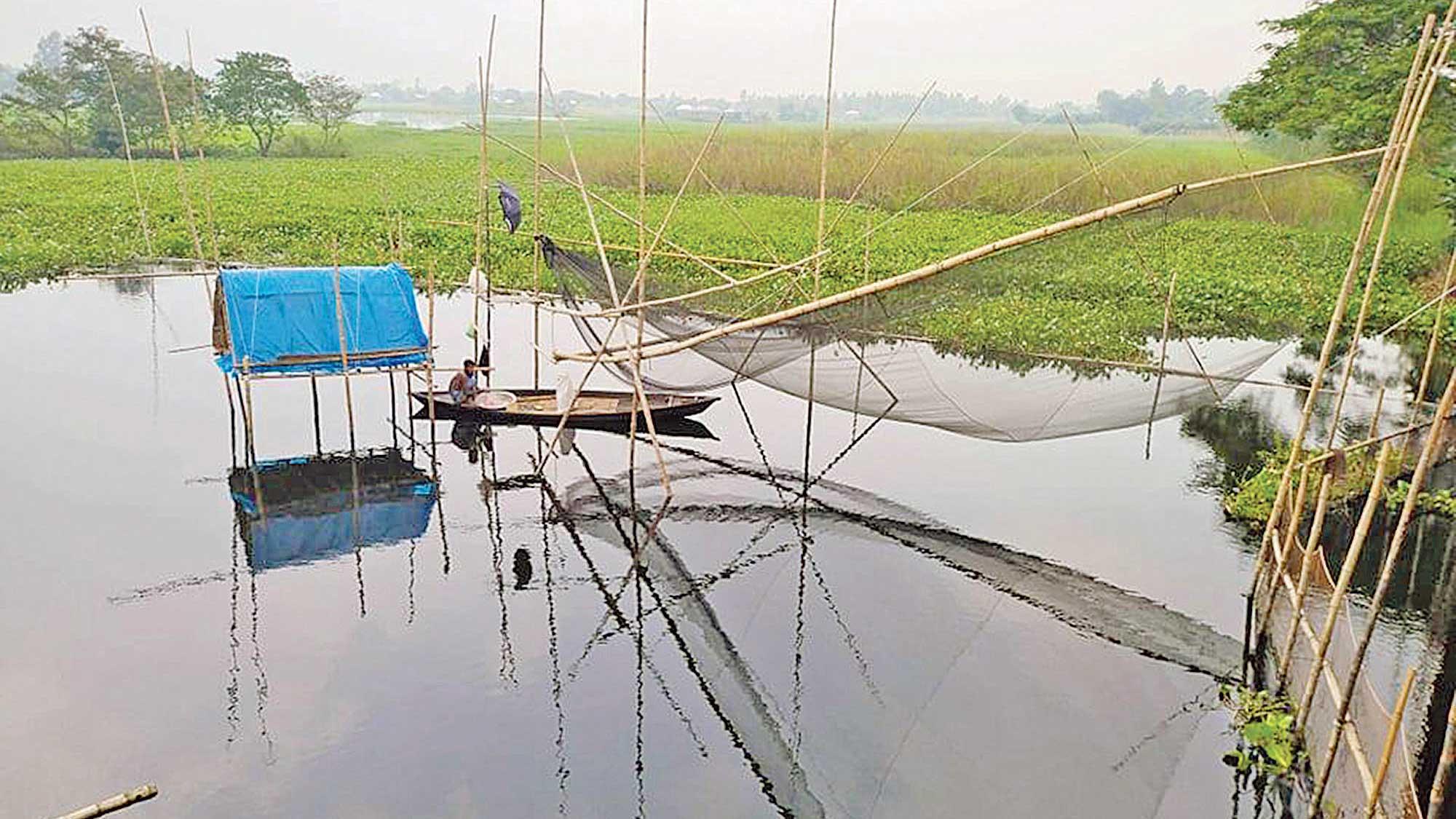 বাঁধ-ভেসালে মৎস্য নিধন