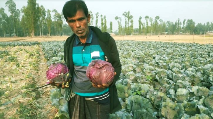 লালিমায় কৃষকের ভাগ্যবদল