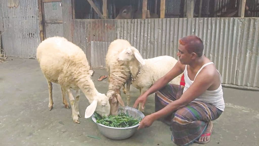 জোবাইদুরের বাড়িতে মরুর দেশের দুম্বা