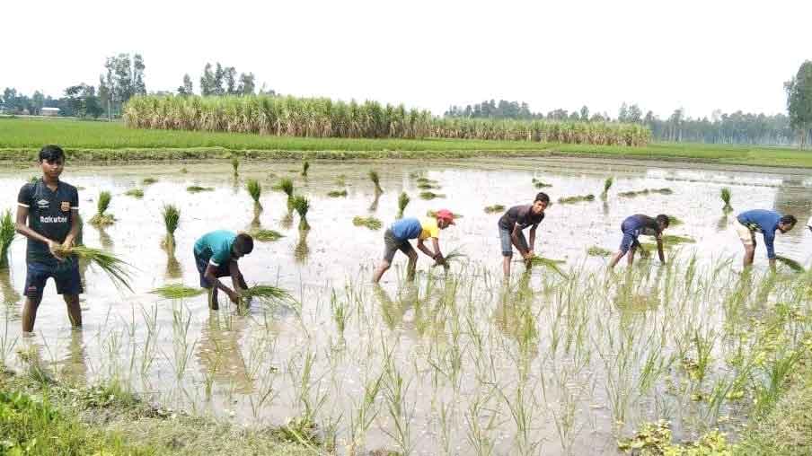 হারিয়ে যেতে বসেছে গ্রামীণ কৃষির ঐতিহ্য ‘মামুন কৃষাণ’