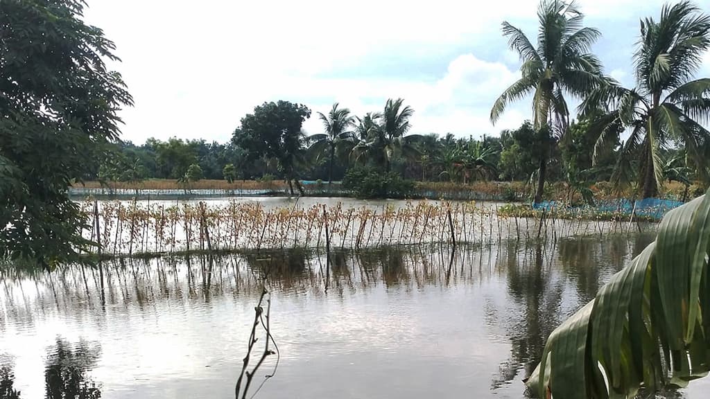 নদীর পানি উপচে প্লাবিত কেশবপুর, ফসলের খতির শঙ্কায় কৃষকেরা 