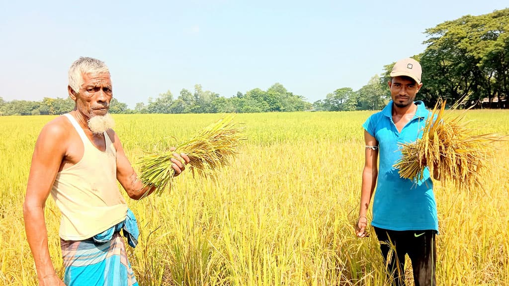 ভালো ফলনে কৃষকের মুখে হাসির ঝিলিক