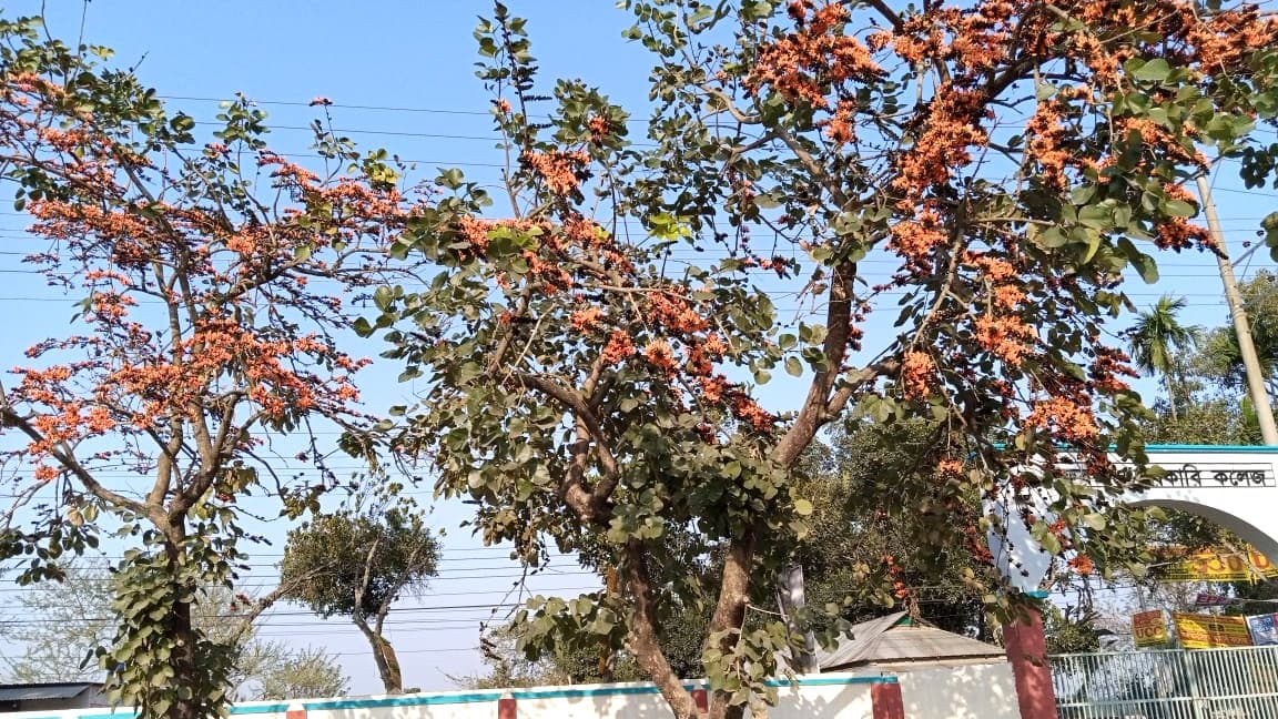 লাভ-লোকসানের হিসাবে কমছে পলাশ-শিমুলগাছ