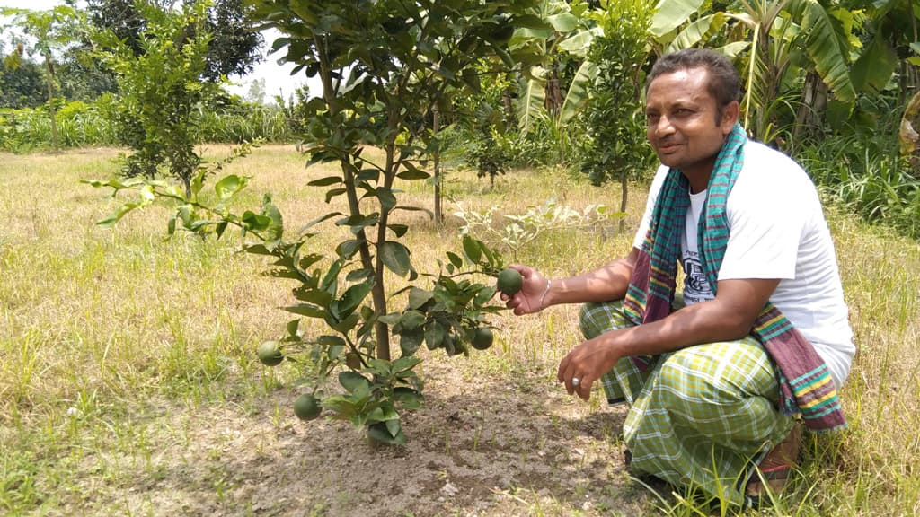 ফুলবাড়ীতে চাষিদের নতুন আশা দেখাচ্ছে মাল্টা