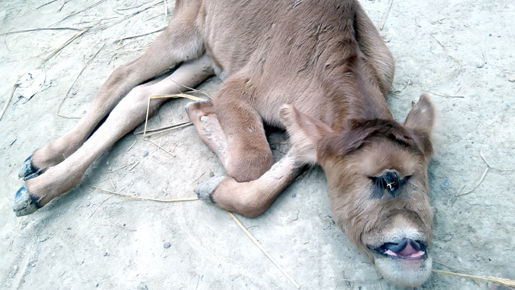 বাছুরের একটাই চোখ, নাকও নেই