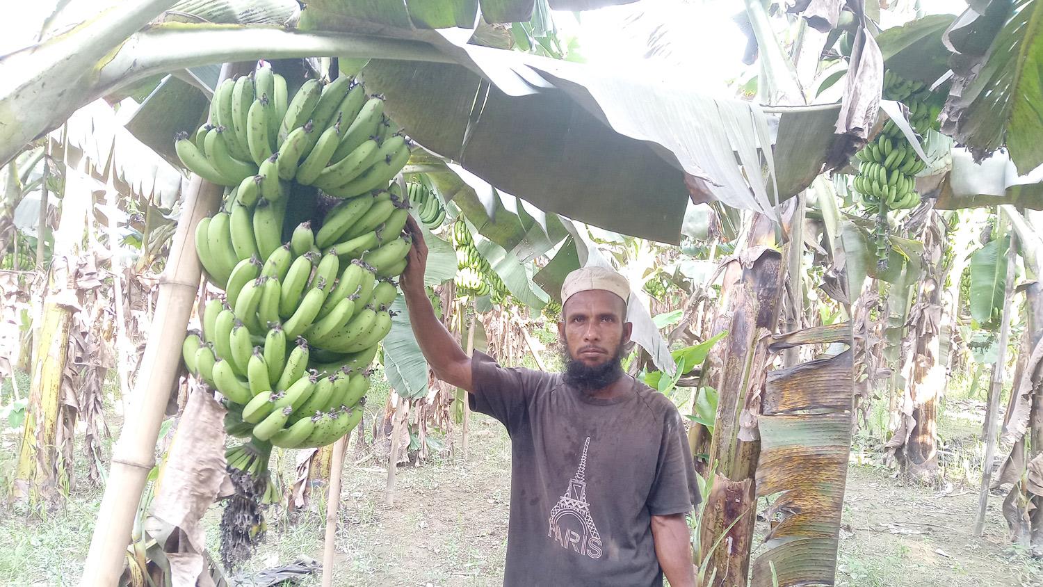 কলা চাষে ভাগ্য বদল