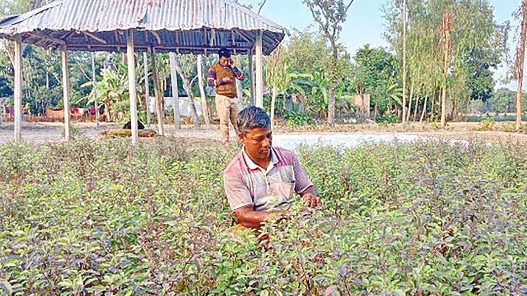 ঔষধি গাছে ভাগ্য বদল