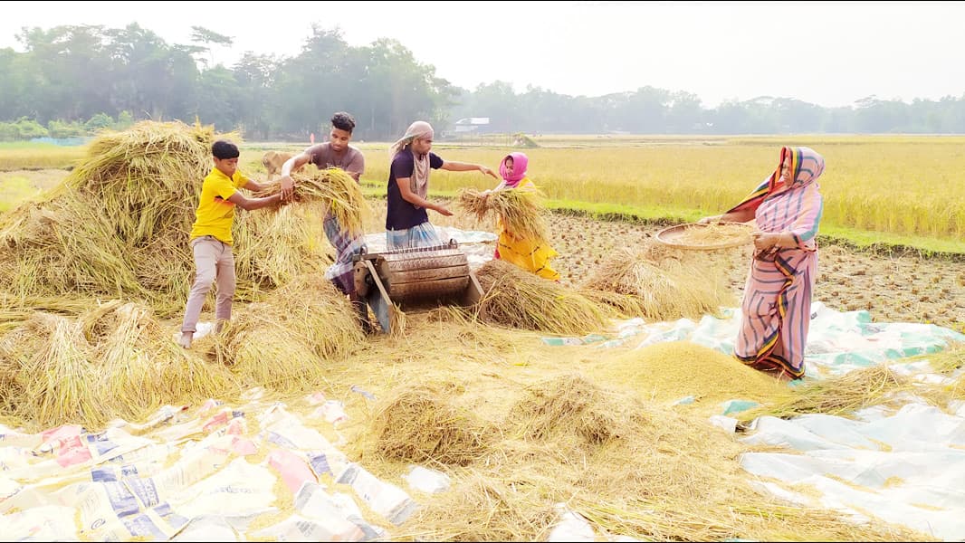 নবান্নের আমেজে চলছে আমন কাটার ধুম