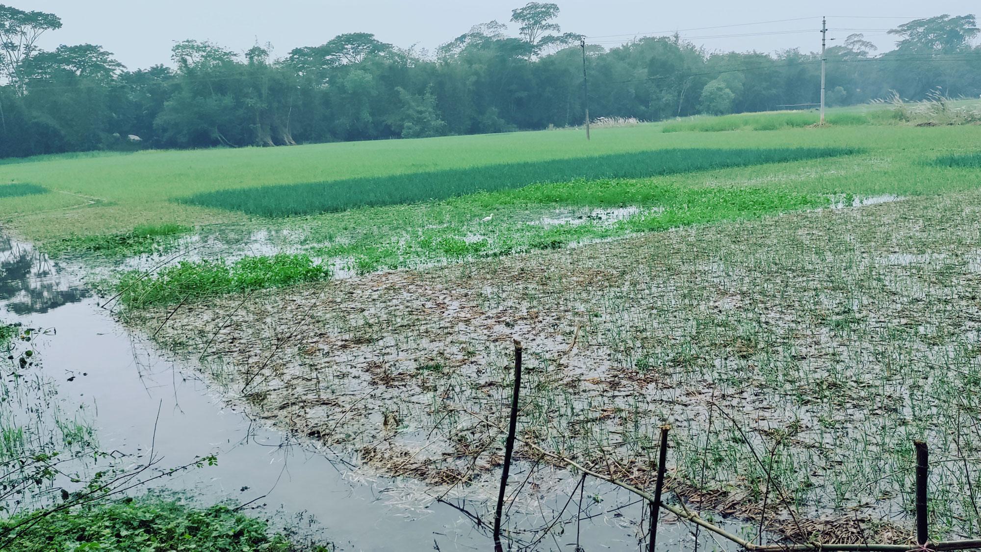 ফসল তলিয়ে ব্যাপক ক্ষয়ক্ষতির মুখে কৃষকেরা 