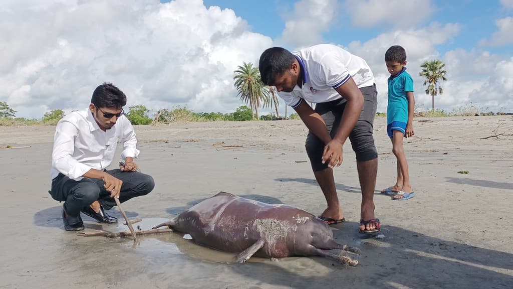 কুয়াকাটা সৈকতে ভেসে এসেছে মৃত ডলফিন