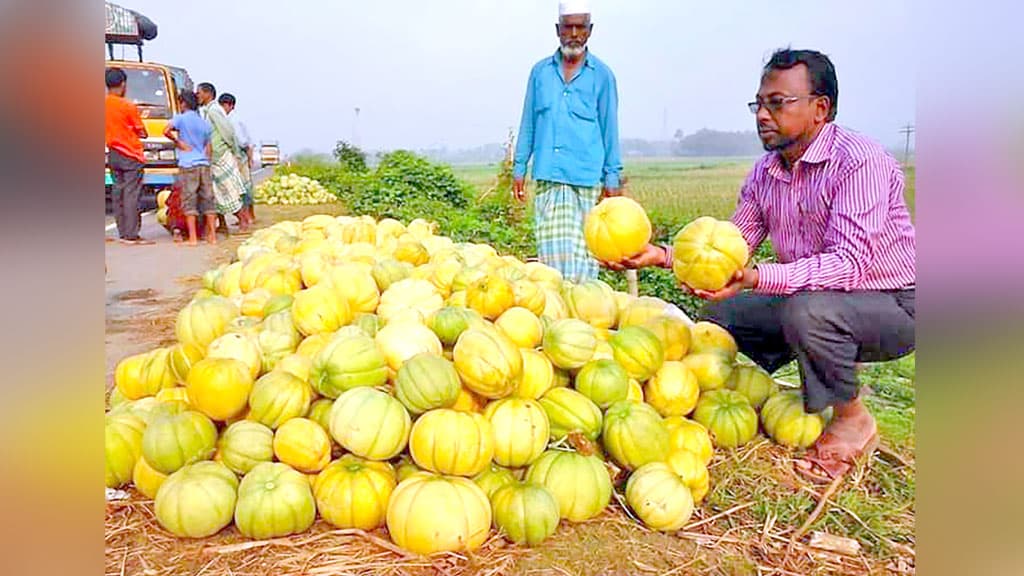 বাঙ্গির ভালো ফলন ও দামে কৃষকের মুখে হাসি