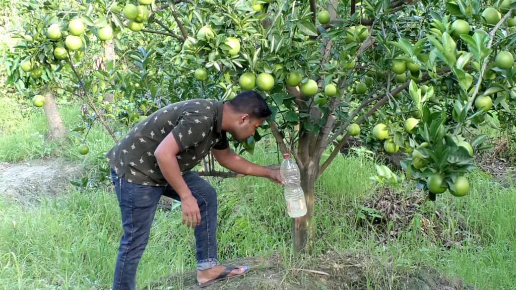 চরাঞ্চলে মাল্টা চাষে সফল রেজাউল