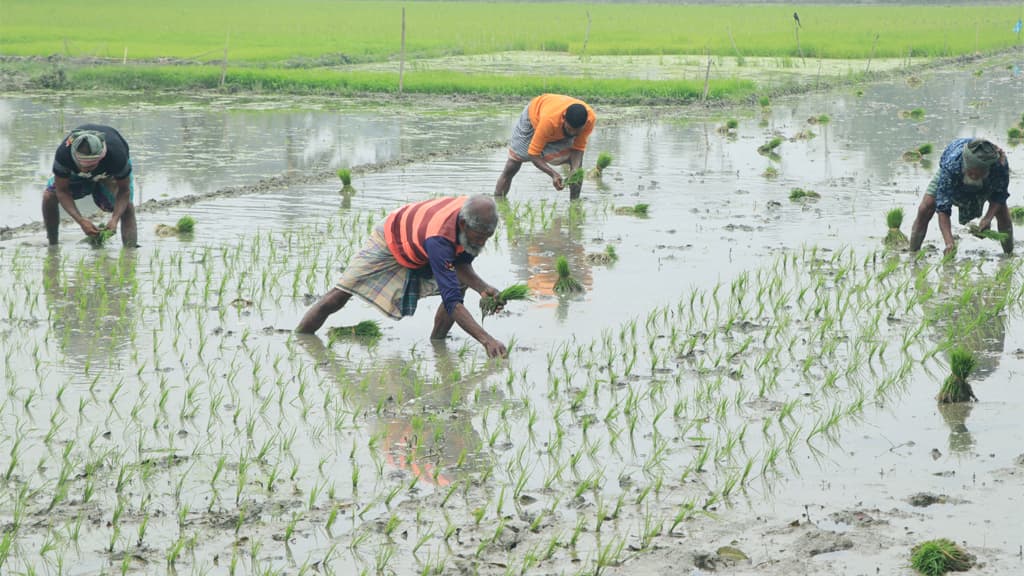 বোরো রোপণে ব্যস্ত কৃষক