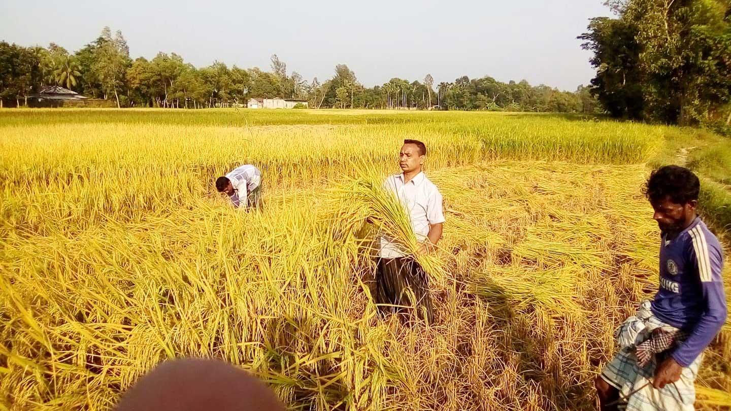 ধানের দামে খুশি কৃষক