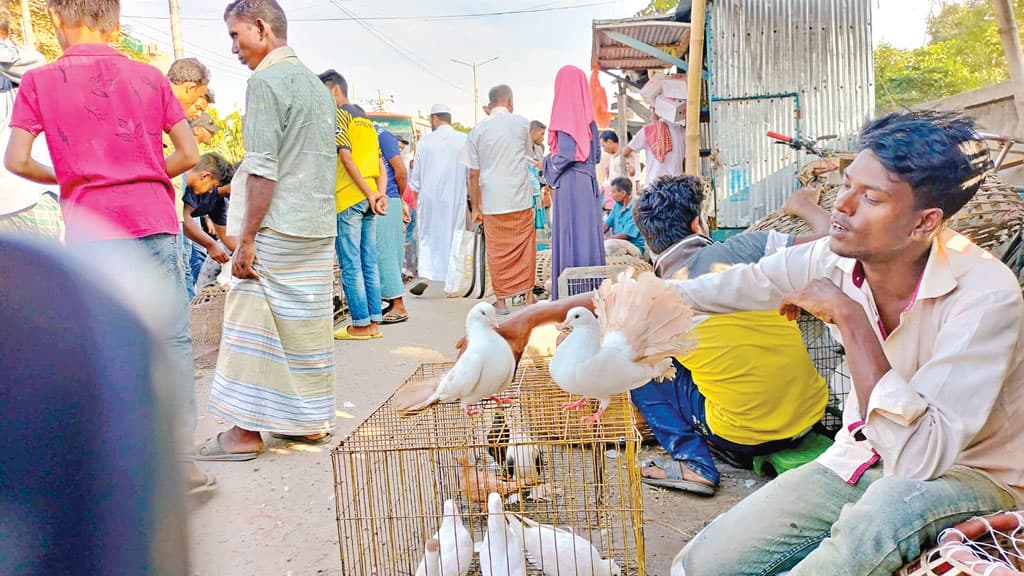 পথের ধারে শখের পায়রা