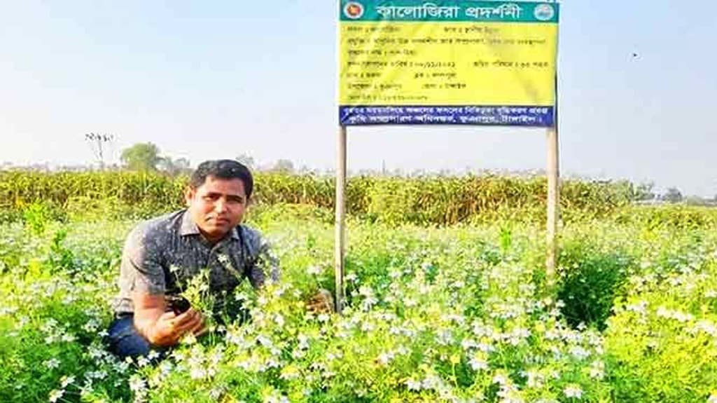 ভূঞাপুরে কালোজিরা চাষে ভাগ্য বদলের স্বপ্ন