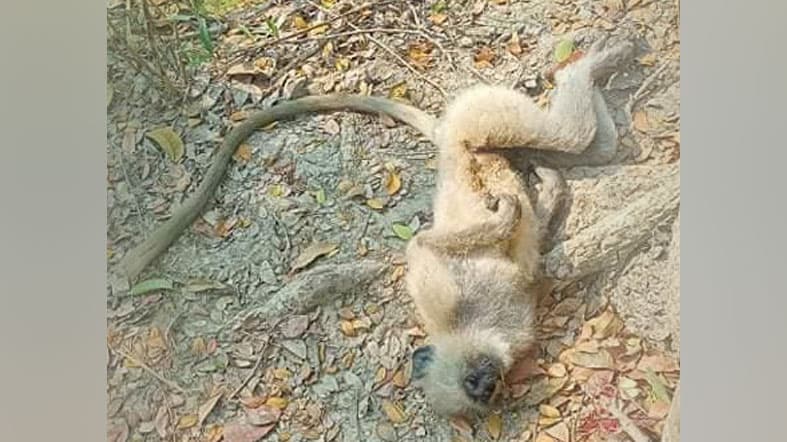 খাবারের খোঁজে এসে বিদ্যুতায়িত হয়ে প্রাণ গেল হনুমানের