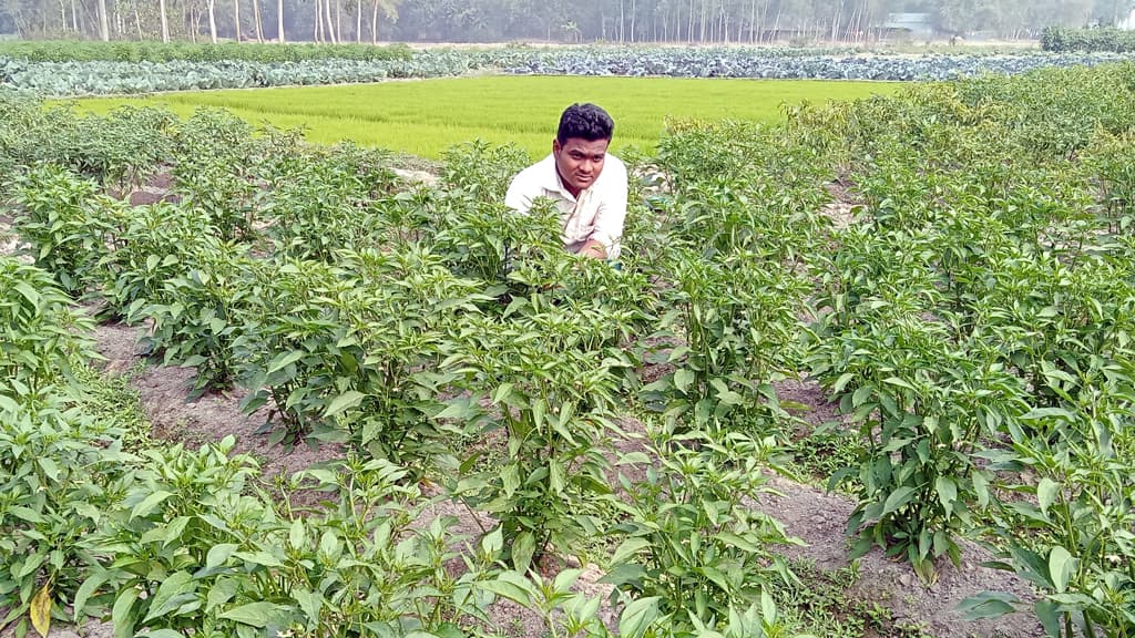 চাকরি ছেড়ে কৃষিতে  সফল হলেন তৌহিদ