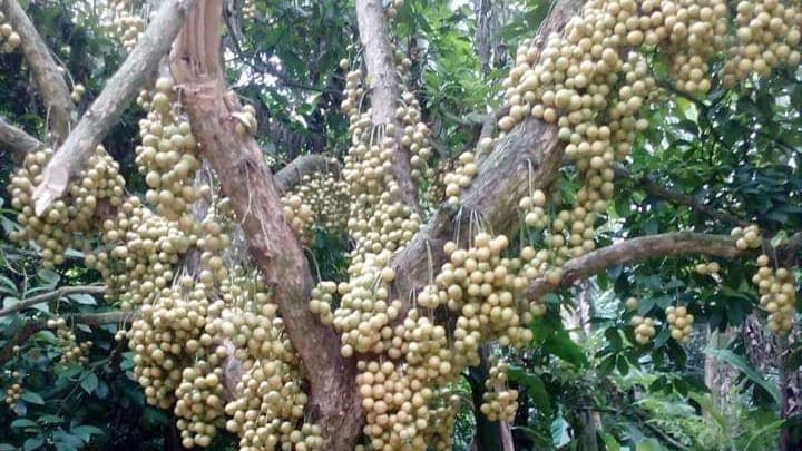 লটকন রাজ্যে কয়েক ঘণ্টা