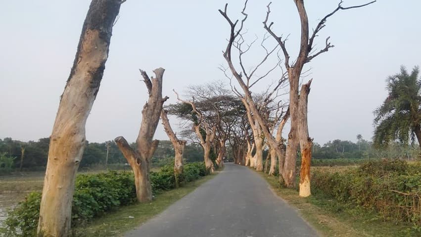 তালা-পাটকেলঘাটা সড়কের শুকনো গাছ যেন মরণ ফাঁদ