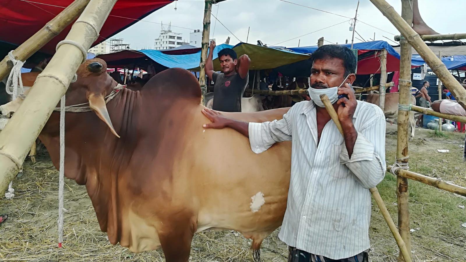 গরু বেচে ঋণ শোধ করবেন কুষ্টিয়ার রফিক