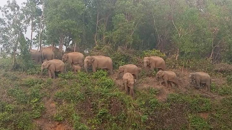 খাদ্যসংকটে হাতির পাল