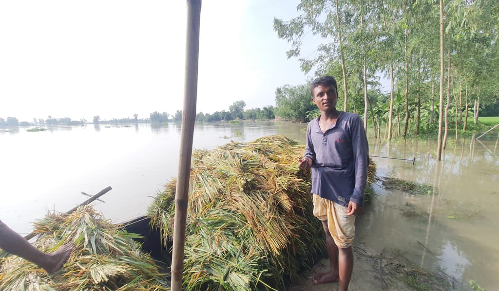 তলিয়ে গেছে ধান, কাটতে হচ্ছে ডুব দিয়ে 