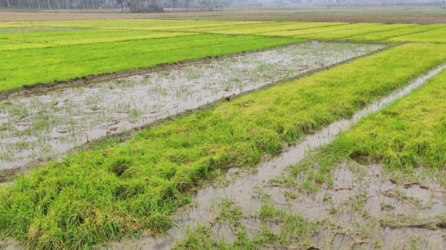 জাওয়াদে পেছাল বোরো চাষ