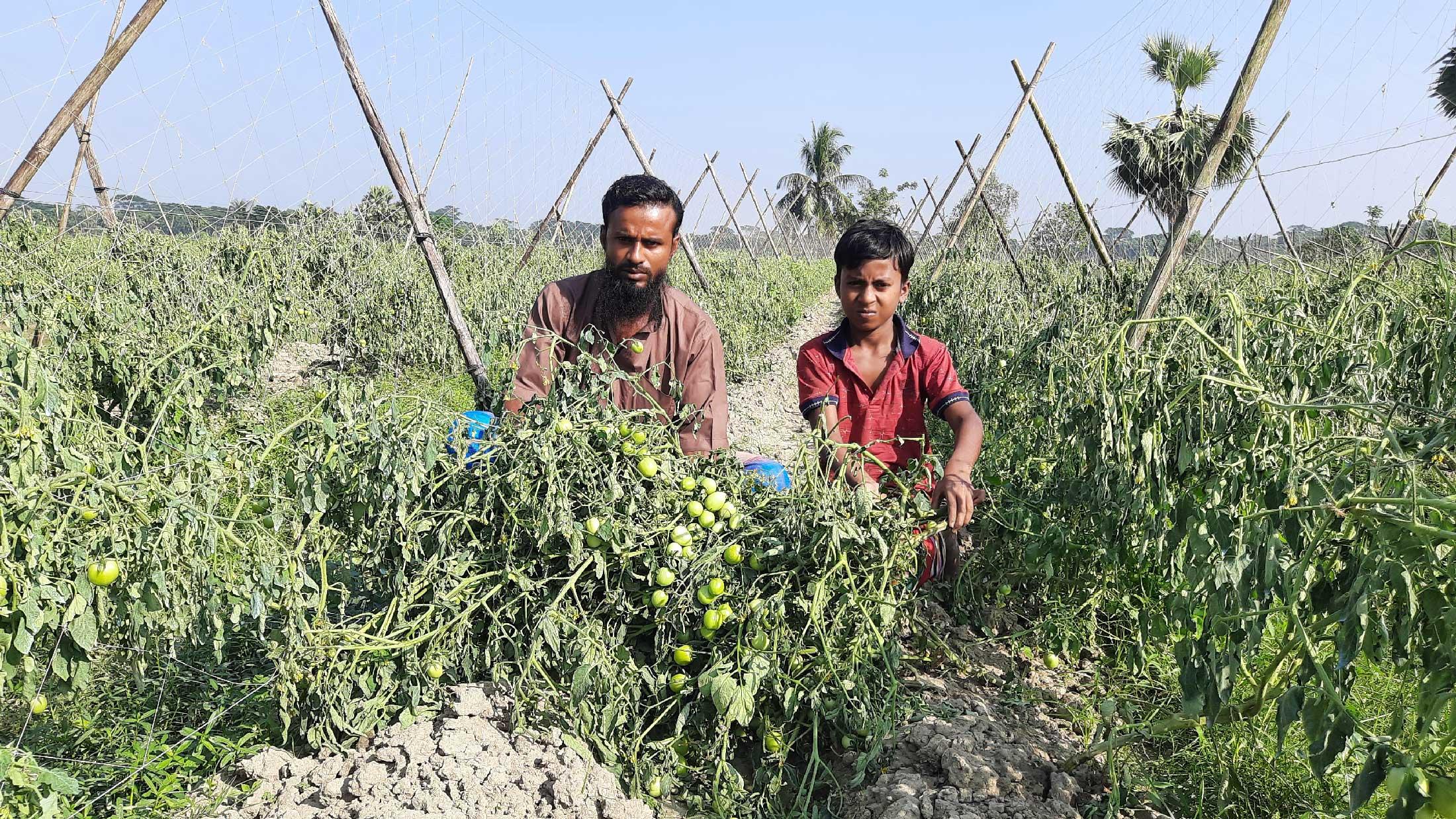 দাউদ মৃধার টমেটোগাছ আবারও কাটল দুর্বৃত্তরা