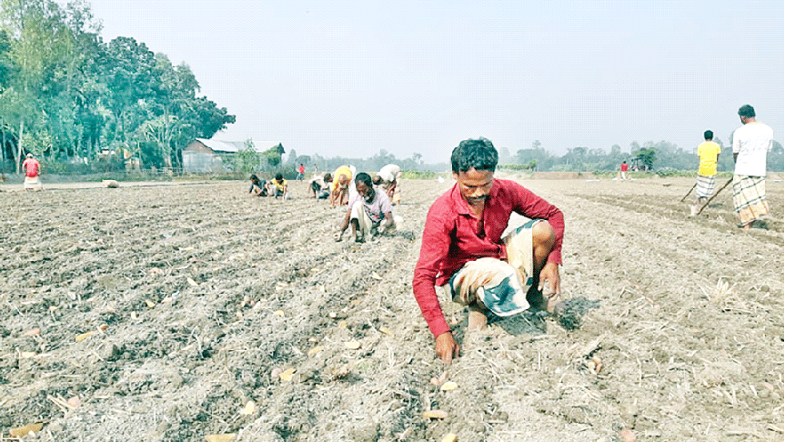 সার নেই, আলু চাষে হোঁচট