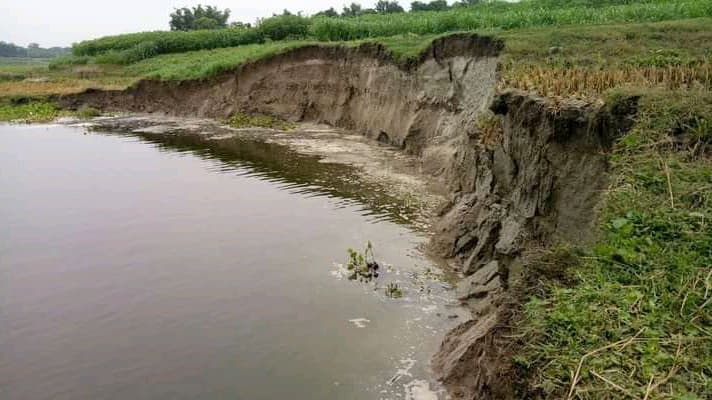 পদ্মার ভাঙনে বিলীন হচ্ছে ফসলি জমি