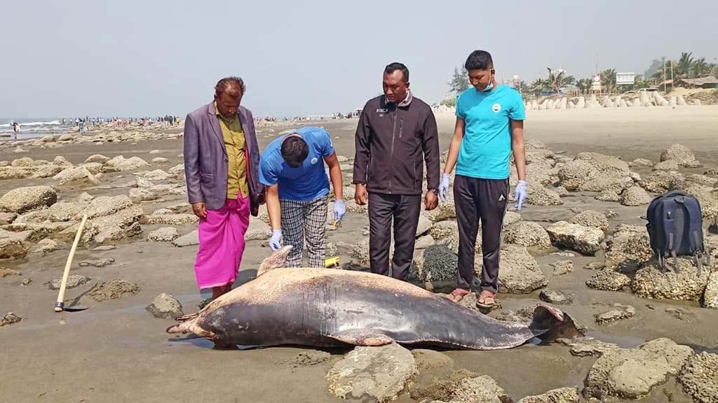 ইনানী সৈকতে ভেসে এল আরও দুটি মৃত ডলফিন