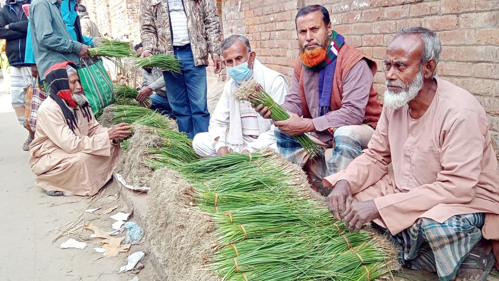 পেঁয়াজের চারার ফলন ভালো কাঙ্ক্ষিত দাম নেই বাজারে