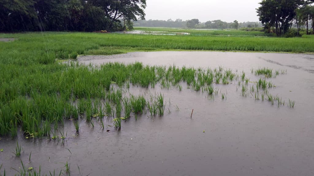 বৃষ্টিতে শাকসবজি ও আমনের ক্ষতি