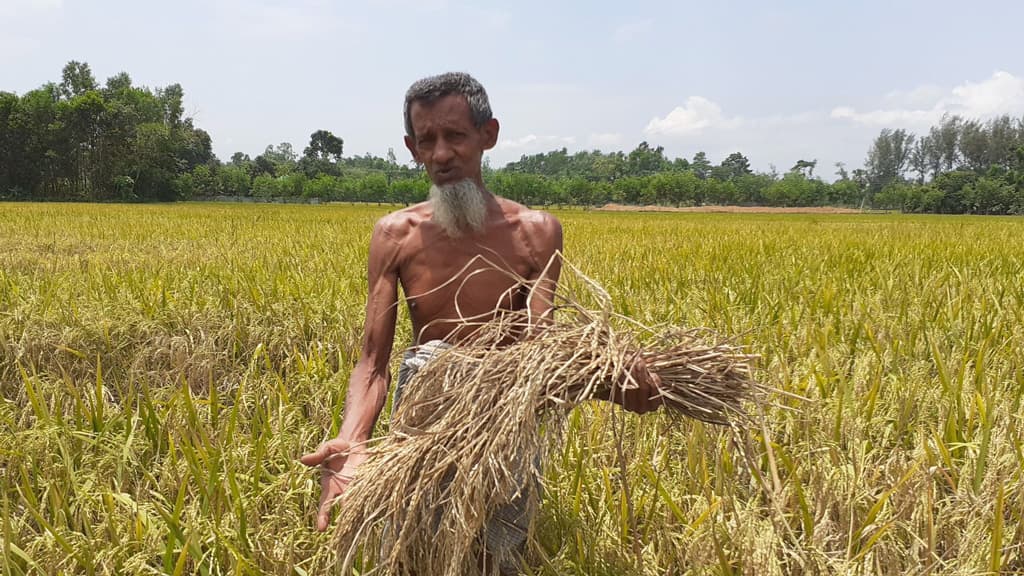 পাকা ধানে পোকার আক্রমণ, সর্বস্বান্ত হচ্ছেন কৃষক