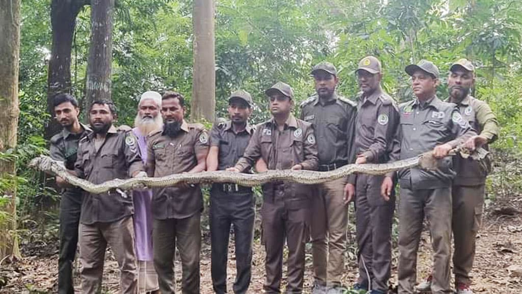 ১১ ফুট লম্বা অজগর উদ্ধার, পরে কাপ্তাই জাতীয় উদ্যানে অবমুক্ত