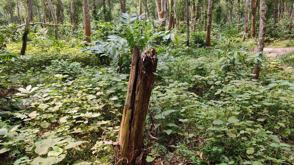 বনায়নের গাছে দুর্বৃত্তের হানা