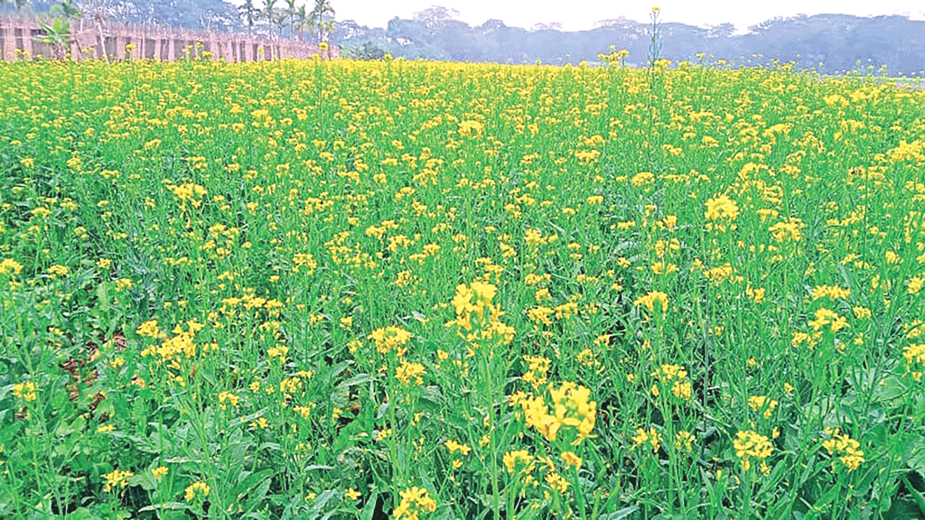 শঙ্কা কাটিয়ে ভালো ফলনের আশা সরিষাচাষির