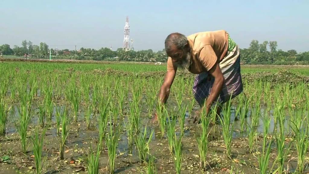 বোরো চাষে আগ্রহ বাড়ছে