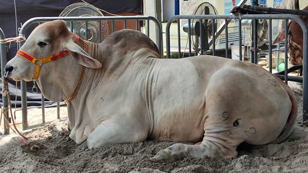 গুঁড়িয়ে দেওয়া হয়েছে সাদিক অ্যাগ্রোর একাংশ, ‘উচ্চবংশীয়’ গরুসহ মালিক লাপাত্তা