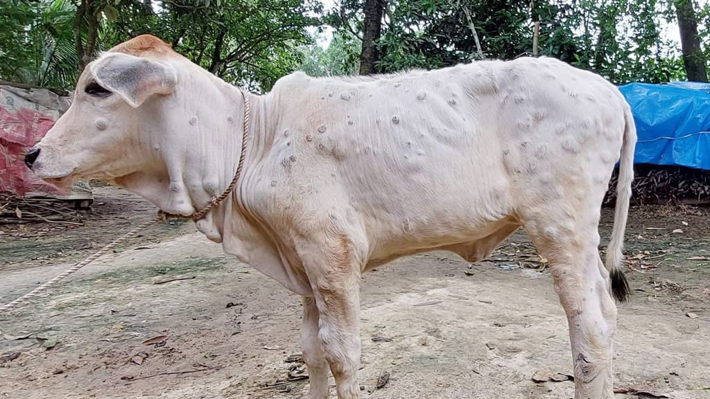 কোরবানির আগে লাম্পি স্কিন ডিজিসের প্রাদুর্ভাব, আতঙ্কে খামারিরা