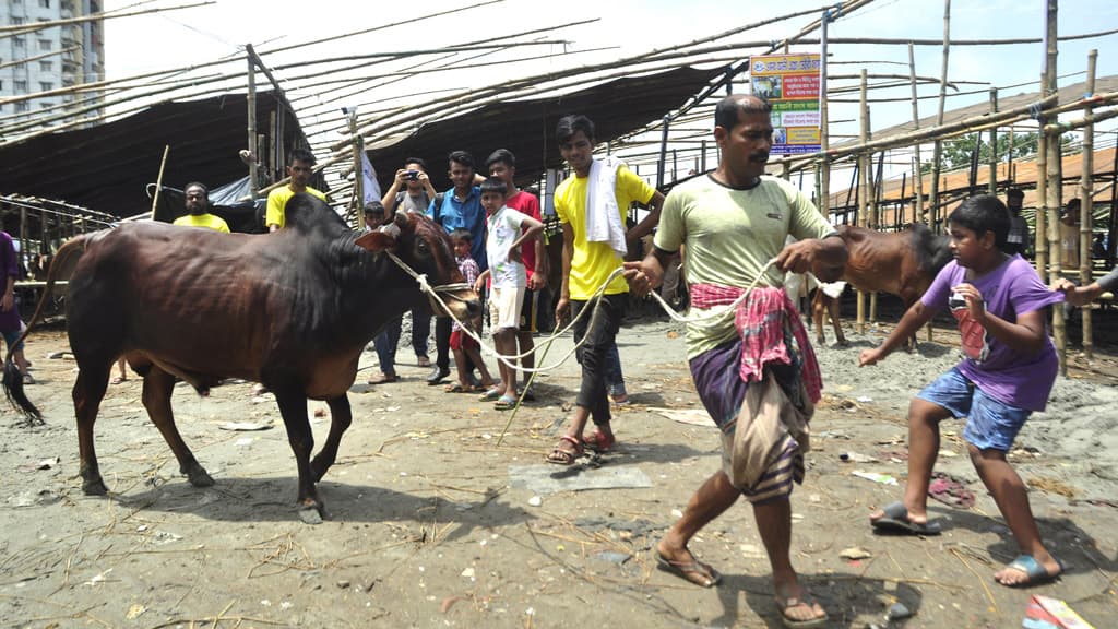 কোরবানির পশুর দাম বাড়তে পারে ঢাকায়