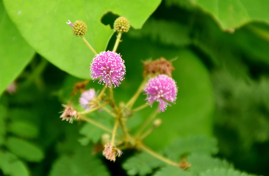 দিনের ছবি (১০ সেপ্টেম্বর, ২০২৩)